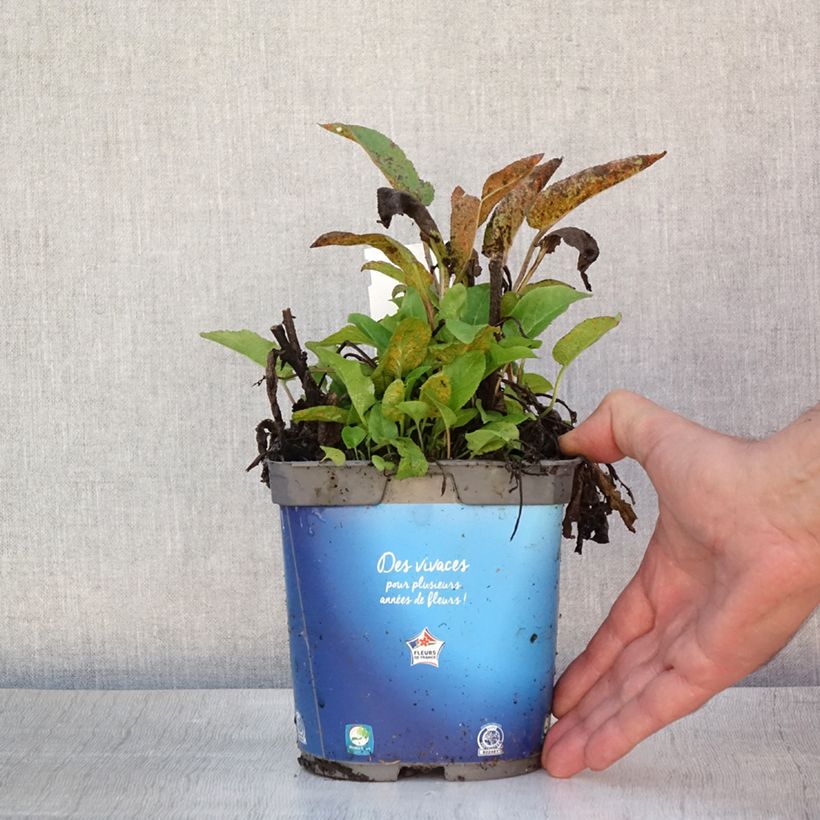 Ejemplar de Campanula glomerata Superba Maceta 2L/3L entregado en verano