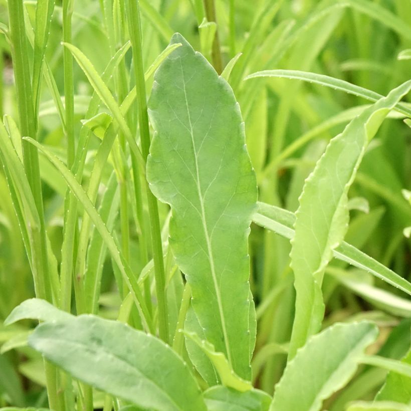Campanula persicifolia (Follaje)
