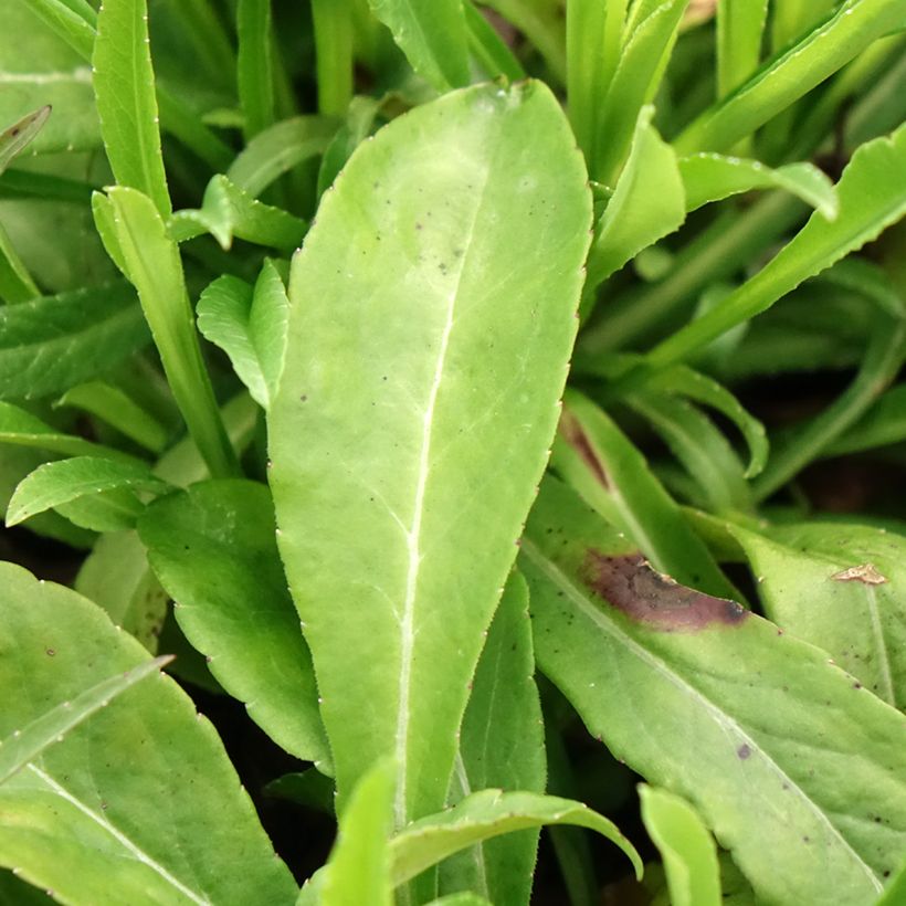 Campanula persicifolia (Follaje)