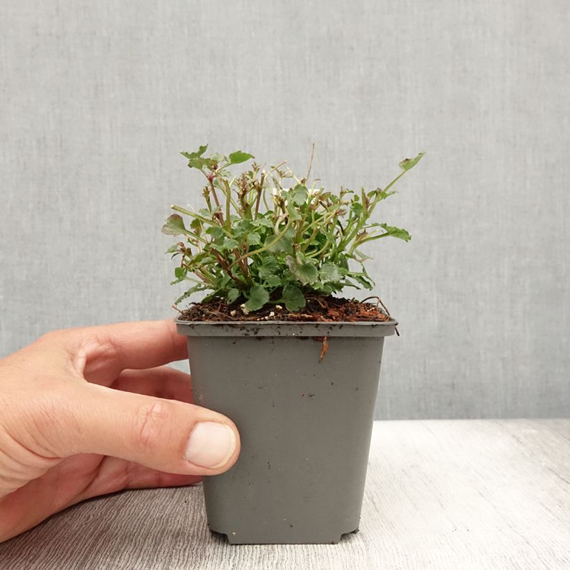 Ejemplar de Campanula Royal Wave Maceta de 8/9 cm entregado en verano
