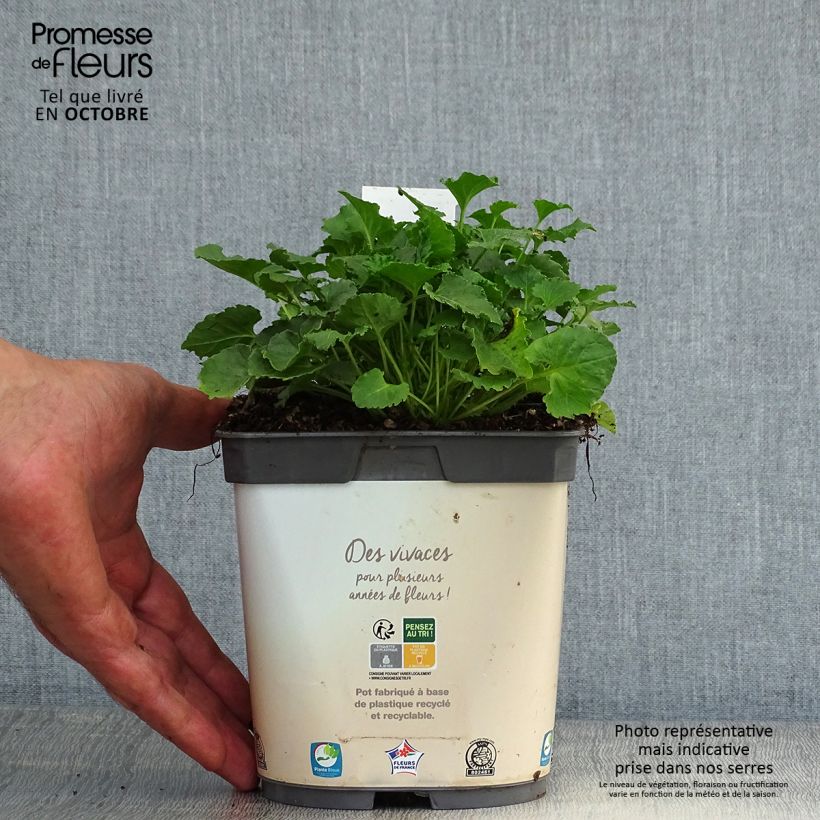 Ejemplar de Campanula carpatica Clips Whites Maceta 2L/3L entregado en otoño