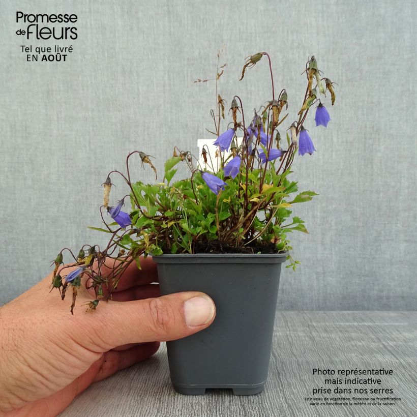 Ejemplar de Campanula cochleariifolia Bavaria Blue Maceta de 8/9 cm entregado en verano