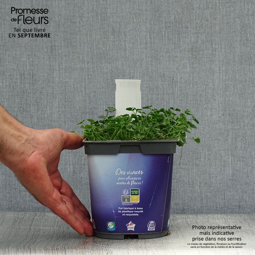 Ejemplar de Campanula portenschlagiana Maceta 2L/3L entregado en otoño