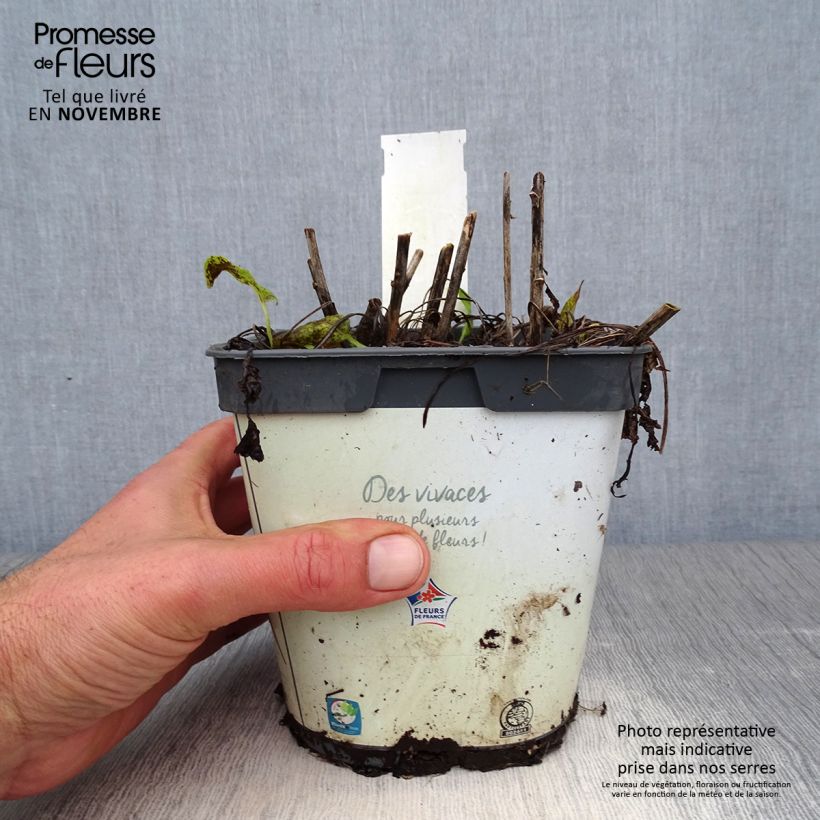 Ejemplar de Campanula glomerata Alba Maceta 2L/3L entregado en otoño