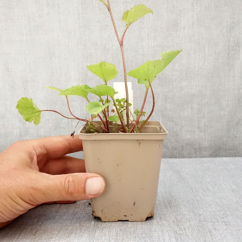 Ejemplar de Campanula Kent Belle Maceta de 8/9 cm entregado en verano