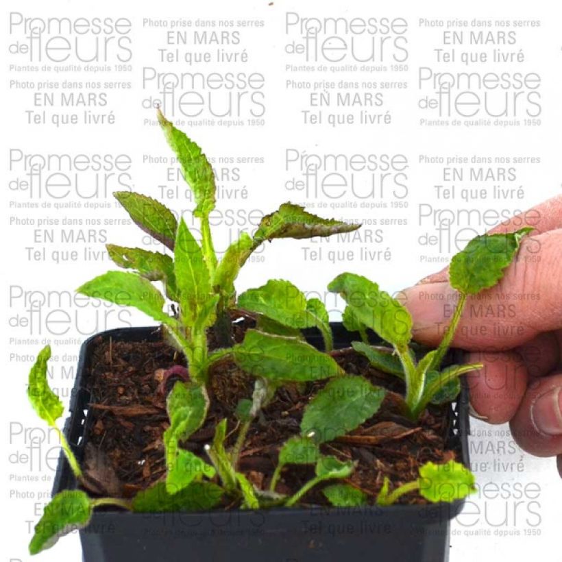 Ejemplo de ejemplar de Campanula Pantaloons Maceta 1L/1,5L tal y como se entrega