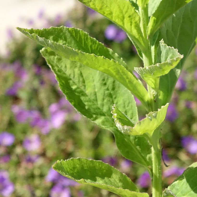 Campanula latifolia var. macrantha Alba (Follaje)