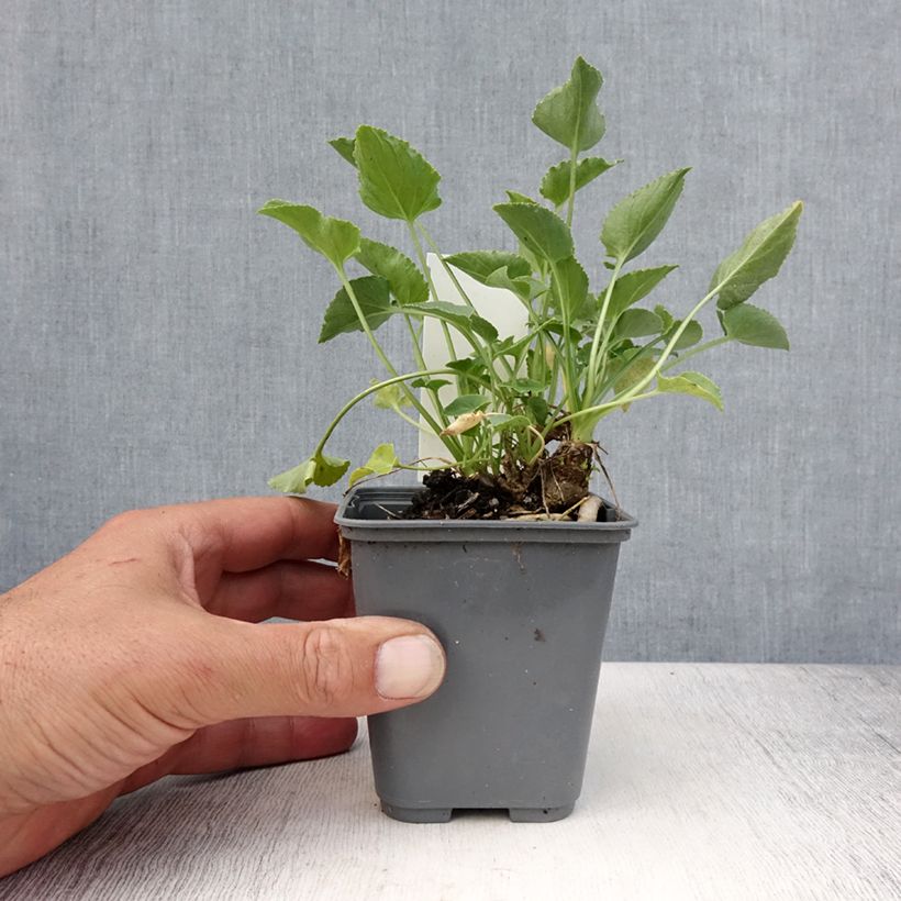 Ejemplar de Campanula pyramidalis Alba Maceta de 8/9 cm entregado en verano