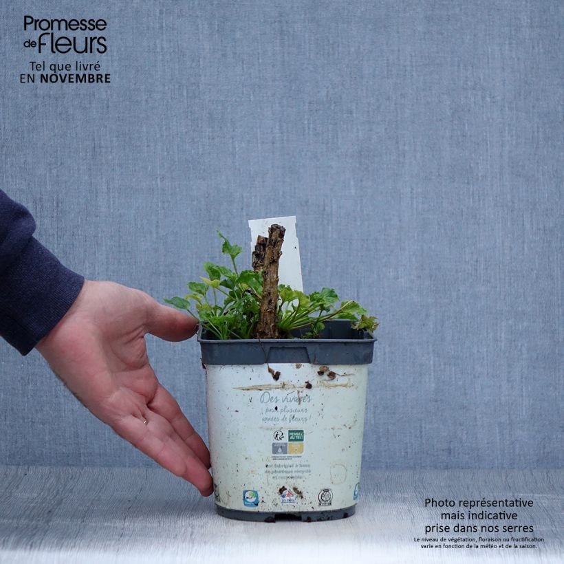 Ejemplar de Campanula pyramidalis Alba Maceta 2L/3L entregado en otoño