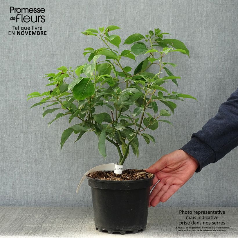 Ejemplar de Cinnamomum camphora - Alcanforero Maceta 2L/3L entregado en otoño