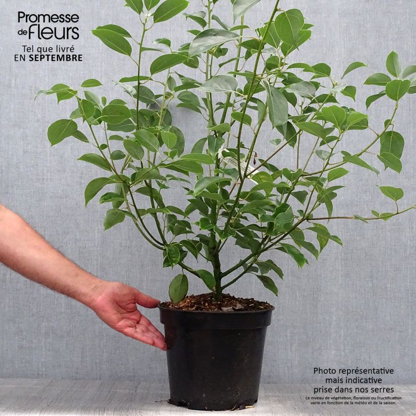 Ejemplar de Cinnamomum camphora - Alcanforero Maceta 7,5L/10L entregado en otoño