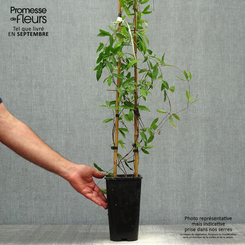 Ejemplar de Campsis capreolata Atrosanguinea Maceta 2L/3L entregado en otoño