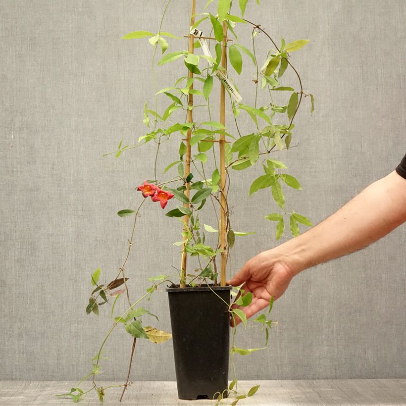 Ejemplar de Campsis capreolata Tangerine Beauty - Bignone à vrilles Pot de 2L/3L entregado en verano