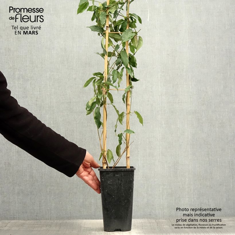 Campsis capreolata Tangerine Beauty - Bignone à vrilles Pot de 2L/3L Ejemplar entregado en la primavera