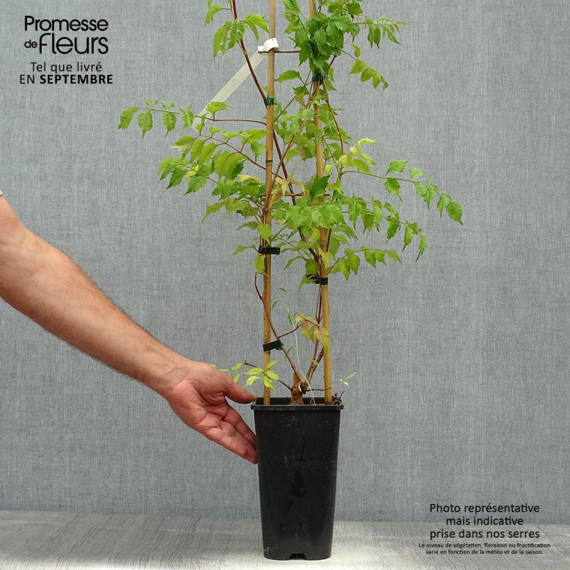 Ejemplar de Campsis grandiflora - Trompeta china Maceta 2L/3L entregado en otoño