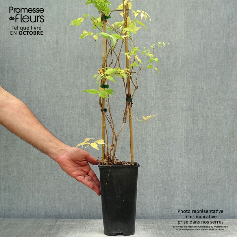 Ejemplar de Enredadera de trompeta - Campsis radicans Maceta 2L/3L entregado en otoño