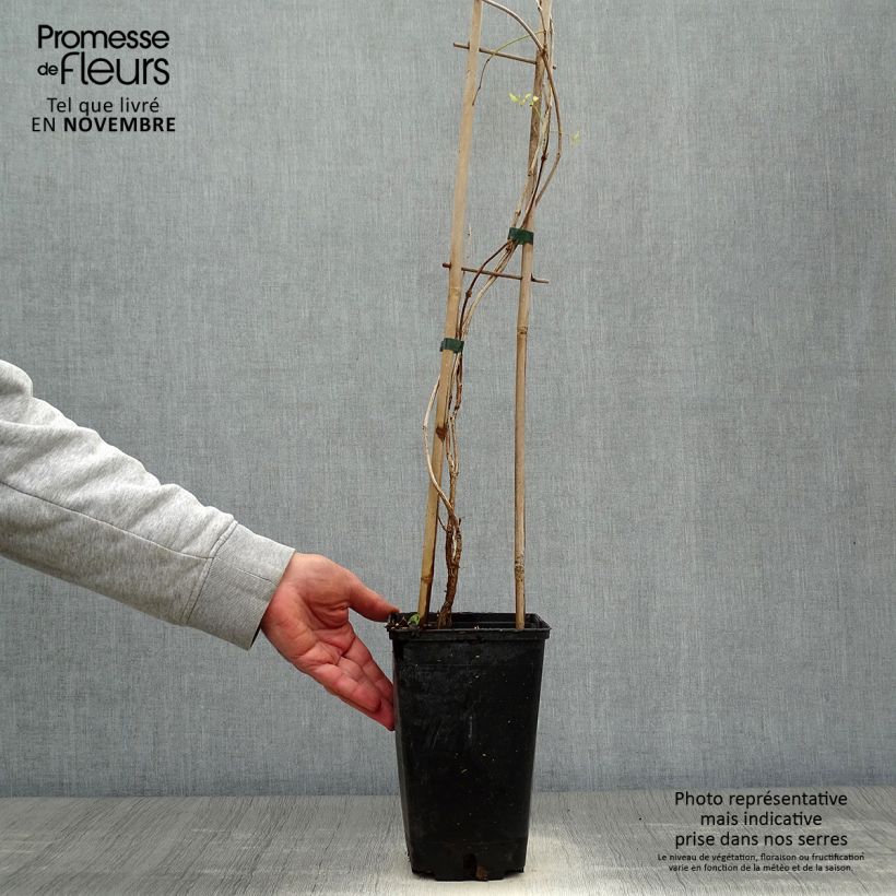 Ejemplar de Enredadera de trompeta Flamenco - Campsis radicans Maceta 2L/3L entregado en otoño