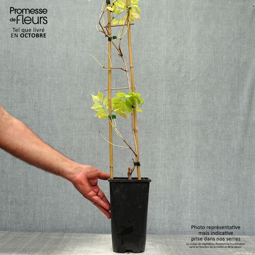 Ejemplar de Enredadera de trompeta Judy - Campsis radicans Maceta 2L/3L entregado en otoño