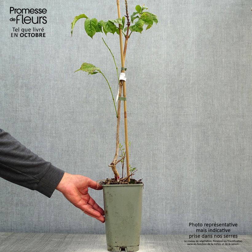 Ejemplar de Enredadera de trompeta Stromboli - Campsis radicans Maceta 2L/3L entregado en otoño
