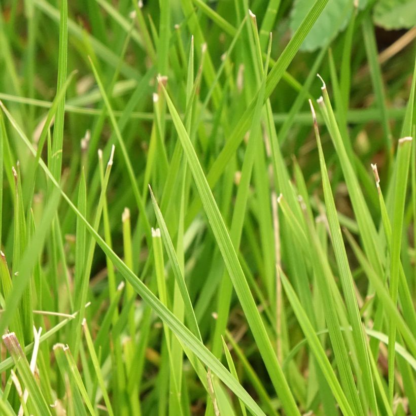 Deschampsia caespitosa Tauträger - Grama de monte (Follaje)