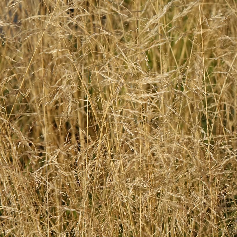 Deschampsia caespitosa Vivipara - Grama de monte (Floración)