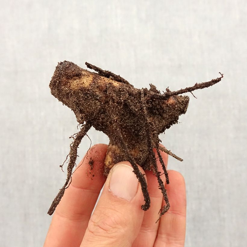Canna indica Angelique - Caña de las Indias Bulbo calibre I Ejemplar entregado en la primavera