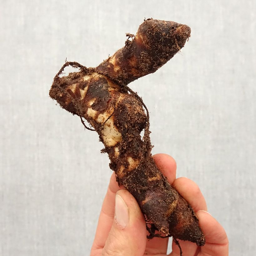 Canna Brillant - Caña de las Indias Bulbo calibre I Ejemplar entregado en la primavera