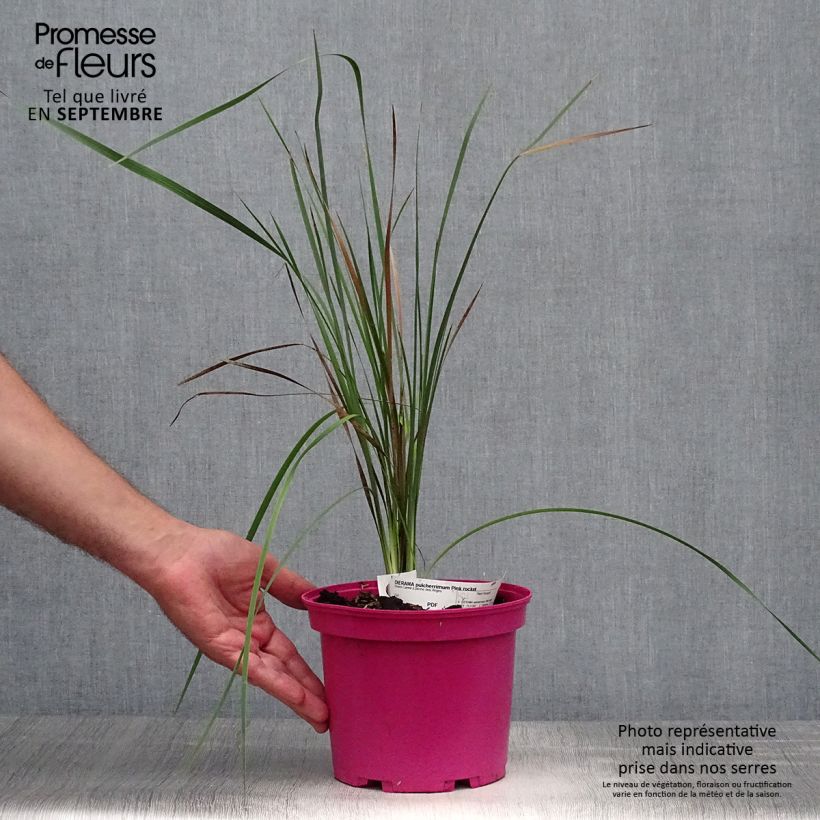 Ejemplar de Dierama Pink Rocket - Pluma del ángel Maceta 2L/3L entregado en otoño