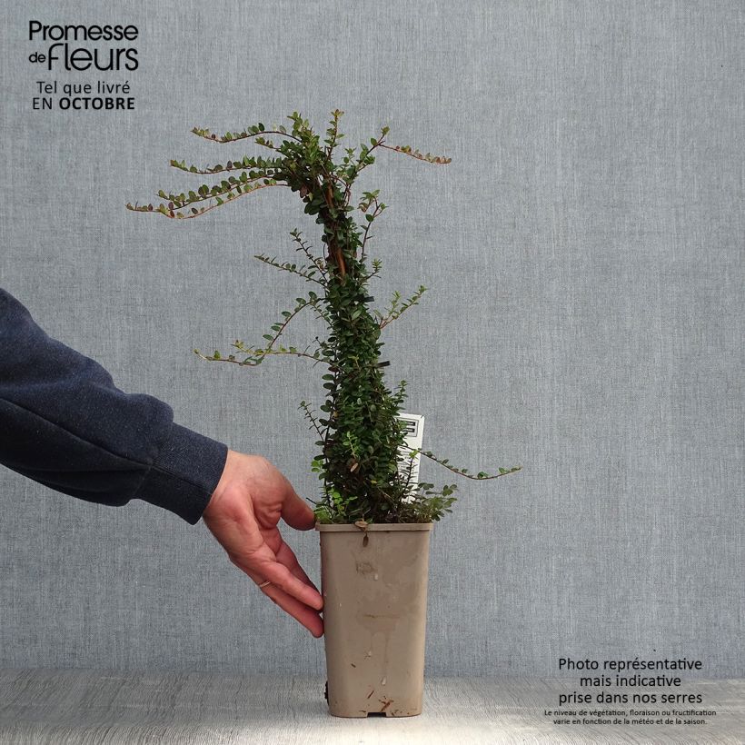 Ejemplar de Arándano rojo grande - Vaccinium macrocarpon Maceta 1,5L/2L, Formación arbustiva entregado en otoño