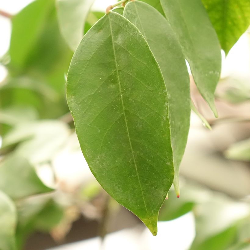 Carambola Arkin (Follaje)