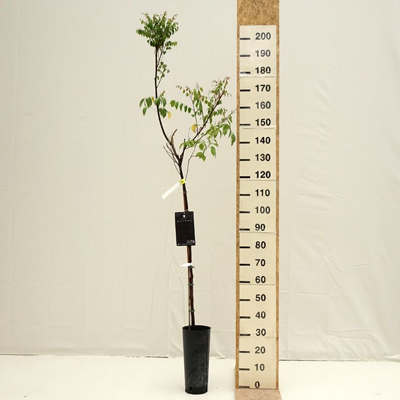 Carambola Arkin Maceta 6L/7L Ejemplar entregado en la primavera