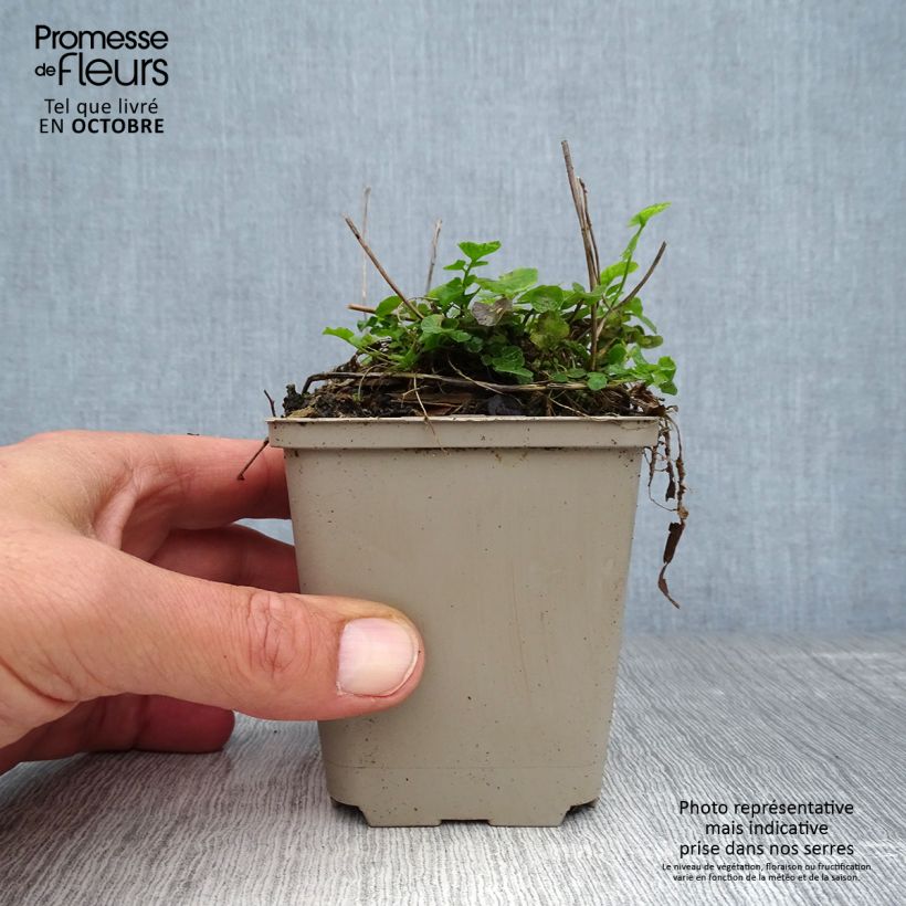 Ejemplar de Cardamine pratensis Maceta de 8/9 cm entregado en otoño