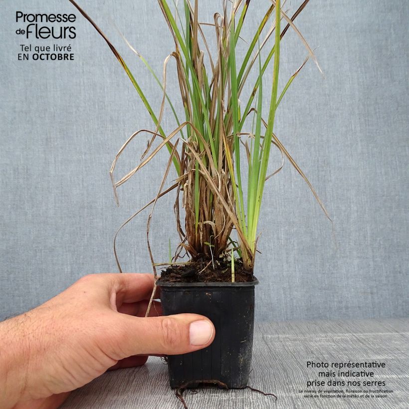 Ejemplar de Carex acutiformis Maceta de 8/9 cm entregado en otoño