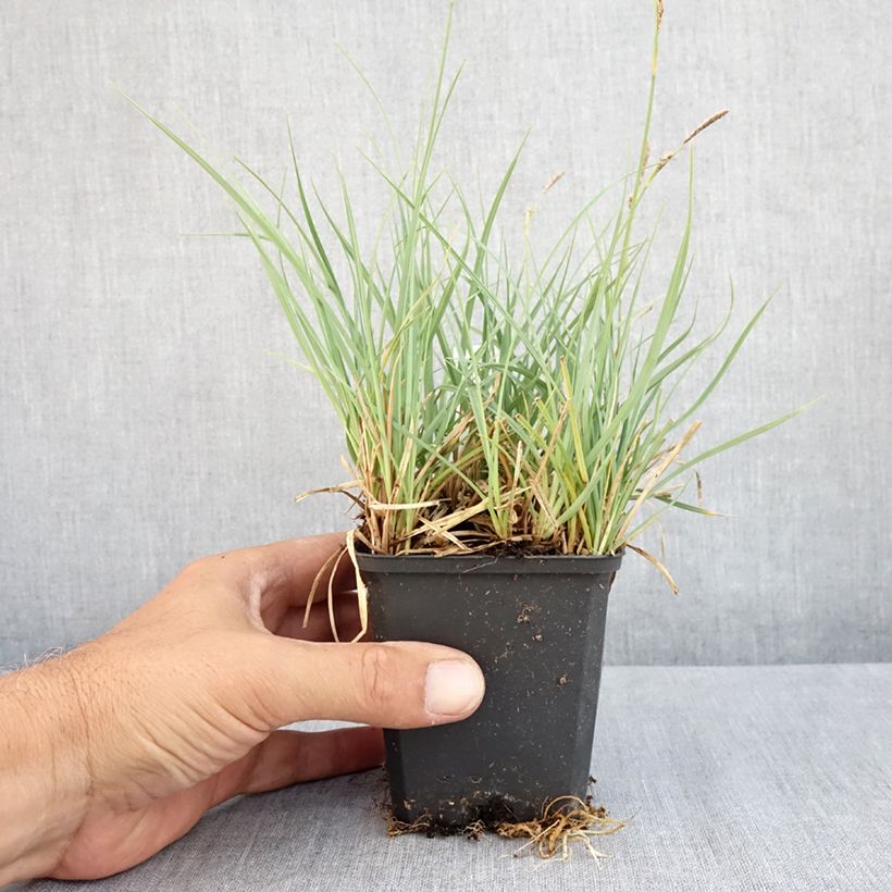 Ejemplar de Carex atrata Maceta de 8/9 cm entregado en verano