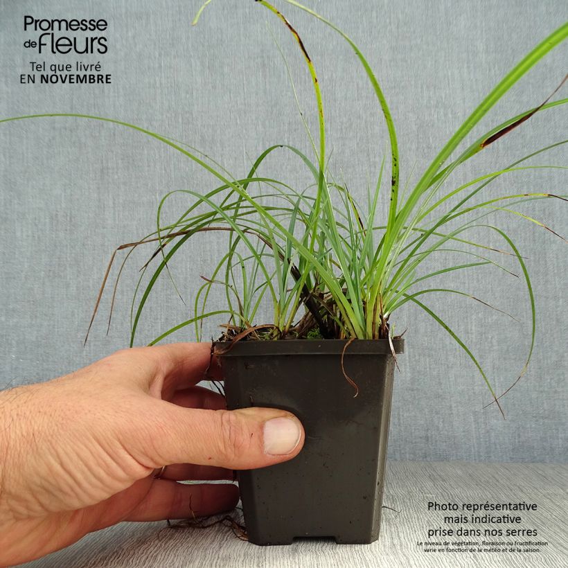 Ejemplar de Carex atrata Maceta de 8/9 cm entregado en otoño