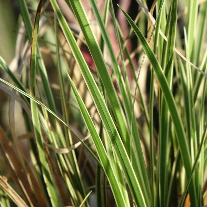 Carex brunnea Aureovariegata (Follaje)