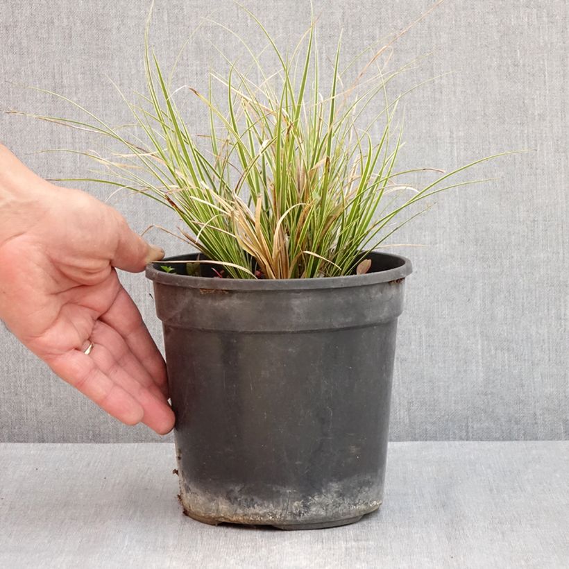 Carex brunnea Aureovariegata - Laîche panachée - Pot de 2L/3L Ejemplar entregado en la primavera