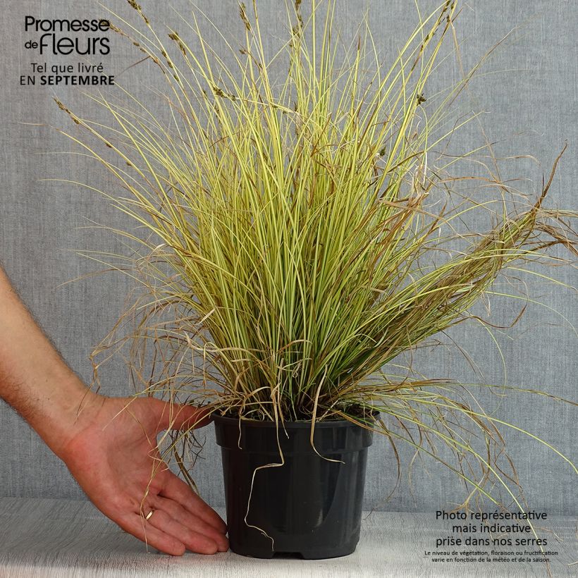 Ejemplar de Carex brunnea Jenneke - Laîche - pot de 2L/3L entregado en verano