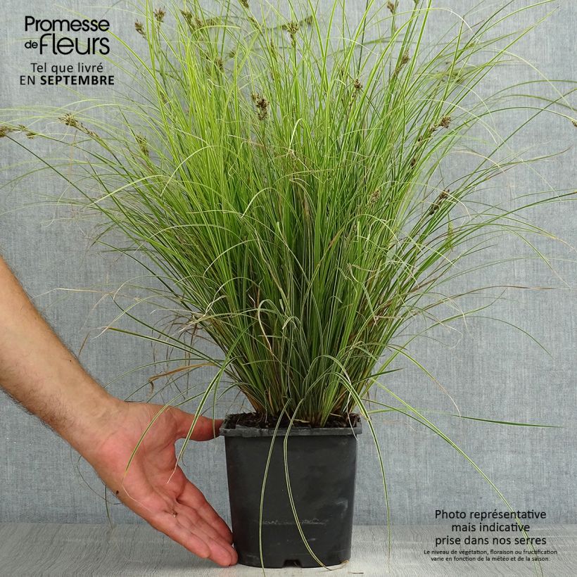 Ejemplar de Carex brunnea Variegata - Laîche - Pot de 2L/3L entregado en verano