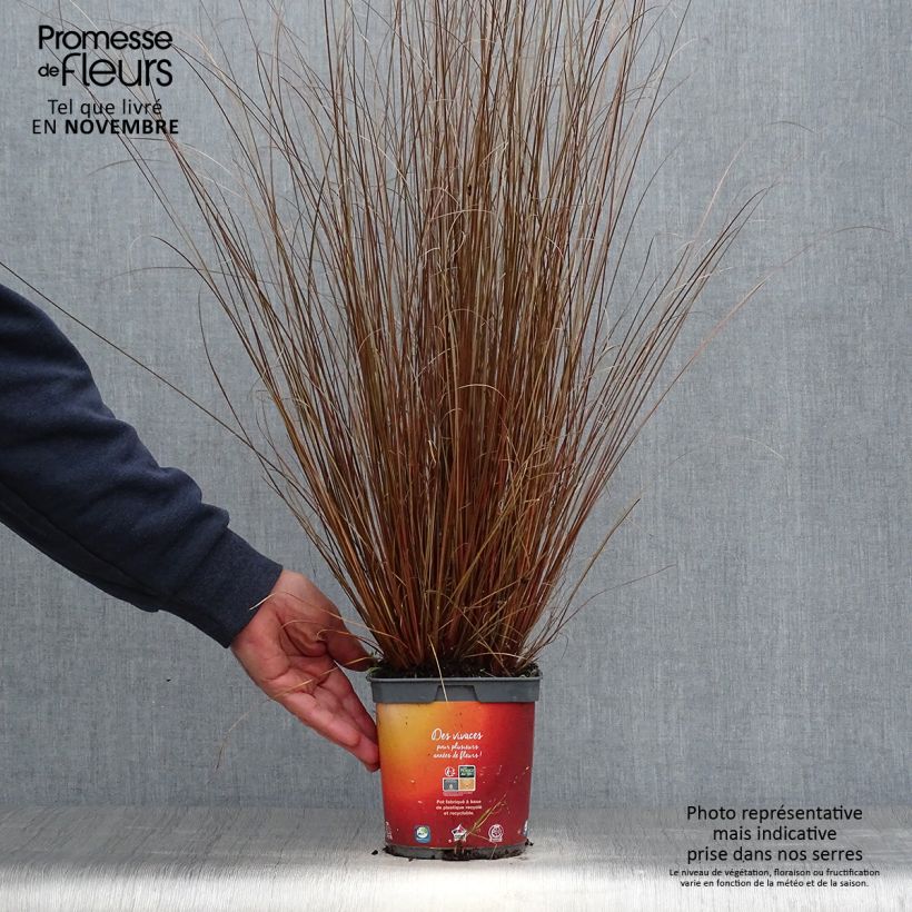 Ejemplar de Carex buchananii Maceta 2L/3L entregado en otoño