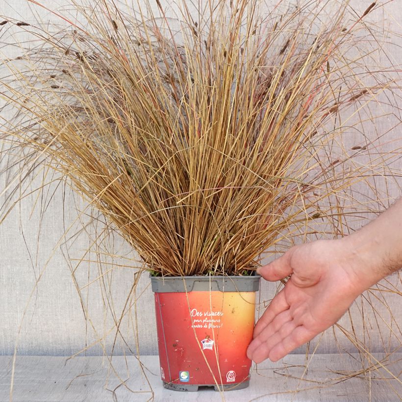 Ejemplar de Carex buchananii - Laîche de Buchanan Pot de 2L/3L entregado en verano
