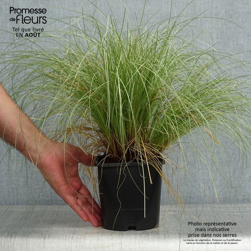 Ejemplar de Carex comans Frosted Curls en pot de 2L/3L entregado en verano