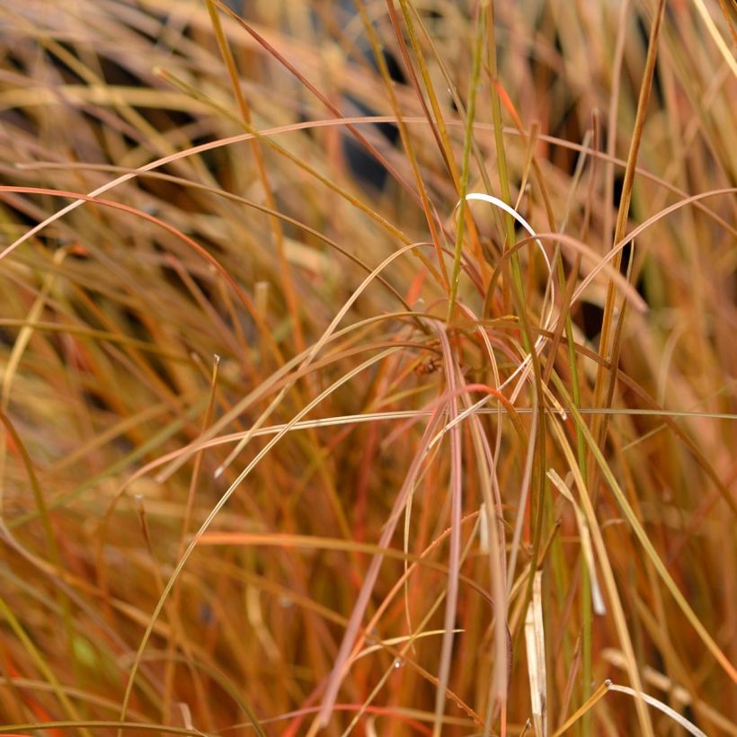 Carex comans Bronze Form (Follaje)