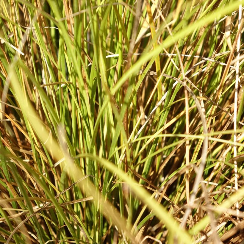 Carex comans Phoenix Green (Follaje)