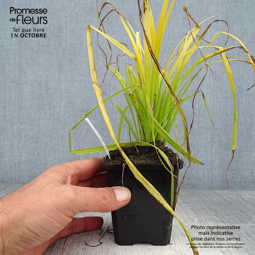 Ejemplar de Carex elata Aurea Maceta de 8/9 cm entregado en otoño