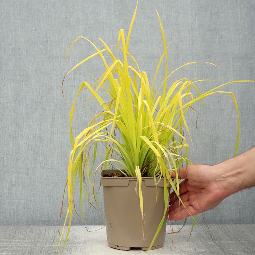 Ejemplar de Carex elata Aurea Maceta 2L/3L entregado en verano