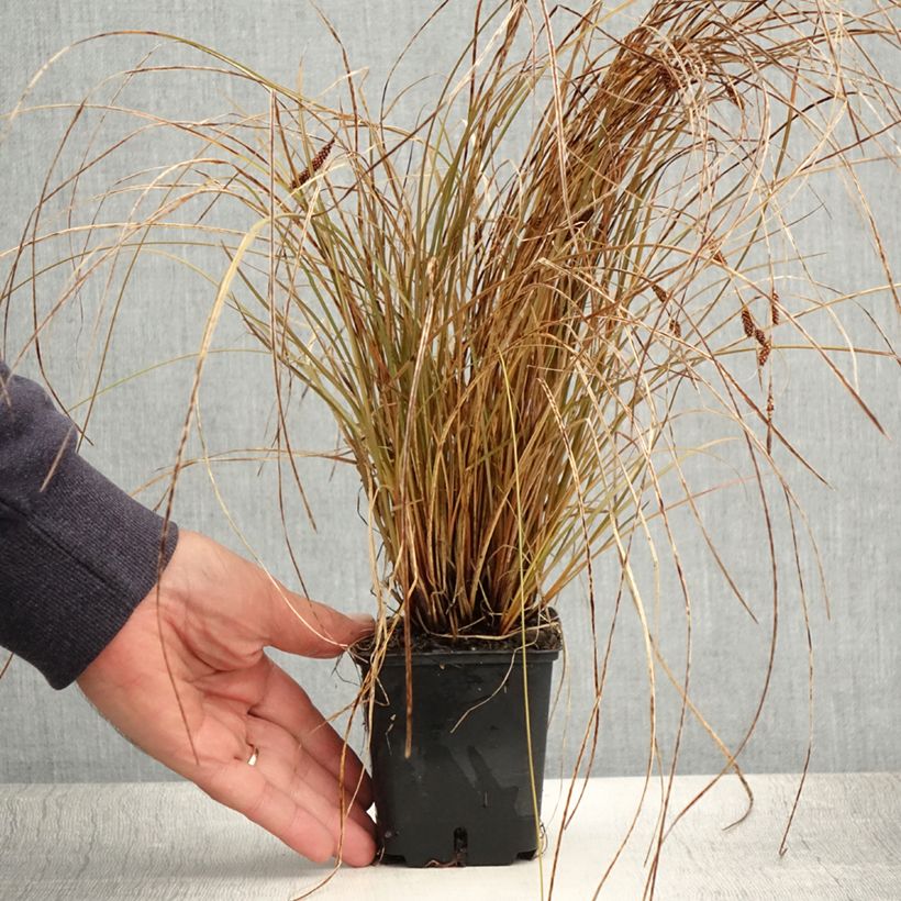 Ejemplar de Carex flagellifera Bronzita Maceta de 8/9 cm entregado en verano