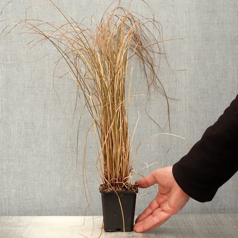 Carex flagellifera Bronzita - Laîche de Nouvelle-Zélande Godet de 8/9 cm Ejemplar entregado en la primavera