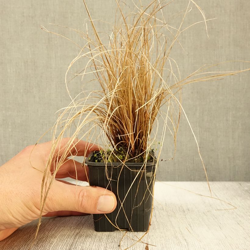 Ejemplar de Carex flagellifera Maceta de 8/9 cm entregado en otoño