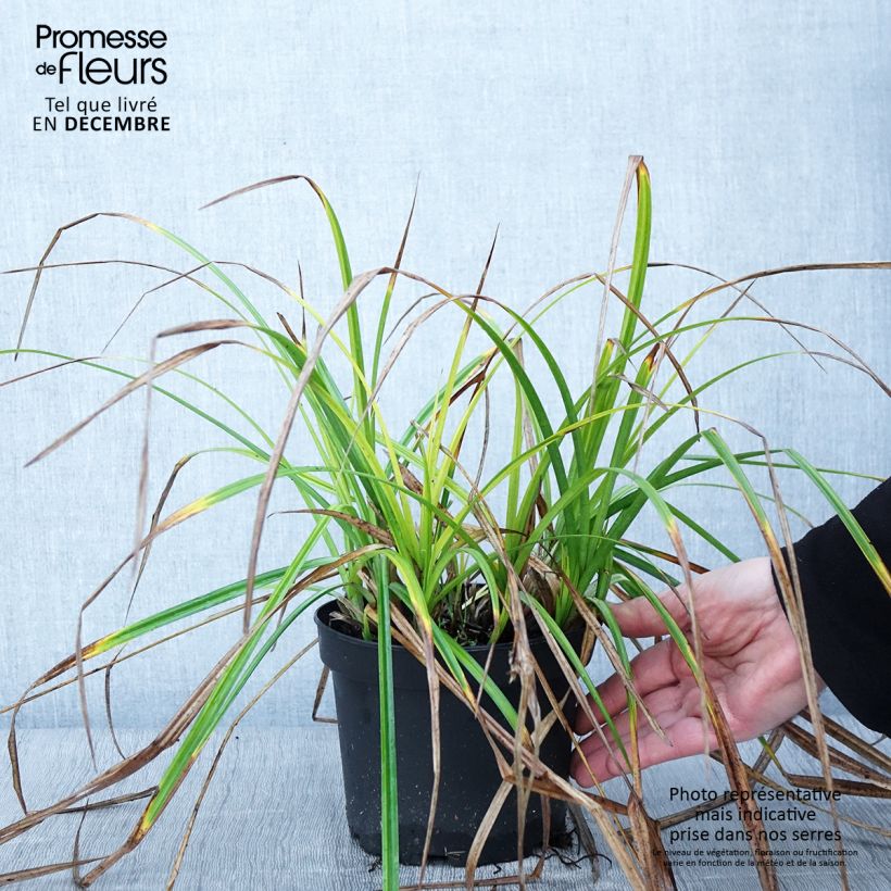 Ejemplar de Carex grayi Maceta 2L/3L entregado en otoño
